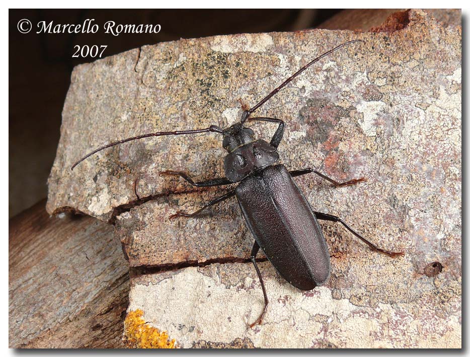 Prime visioni: 4. Ergates faber (Coleoptera, Cerambycidae)